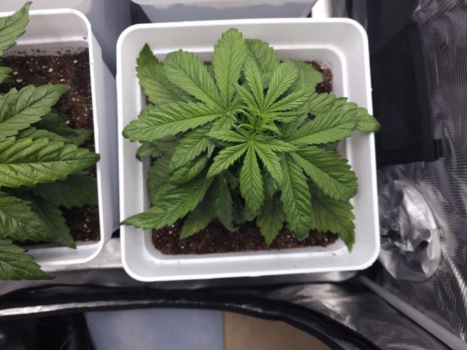 Permanent Jealousy XL auto. Week 3