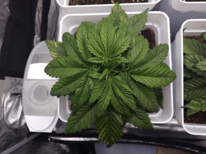 Permanent Jealousy XL auto. Week 3