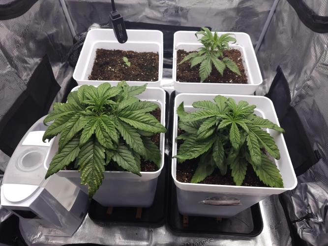 Permanent Jealousy XL auto. Week 3