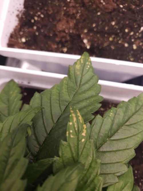 Permanent Jealousy XL auto. Week 3