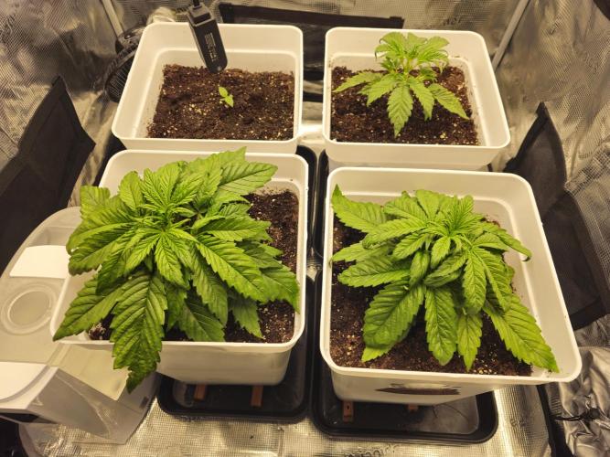 Permanent Jealousy XL auto. Week 3