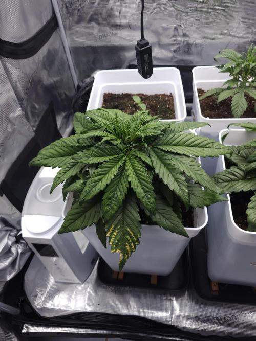 Permanent Jealousy XL auto. Week 4 - Stardust