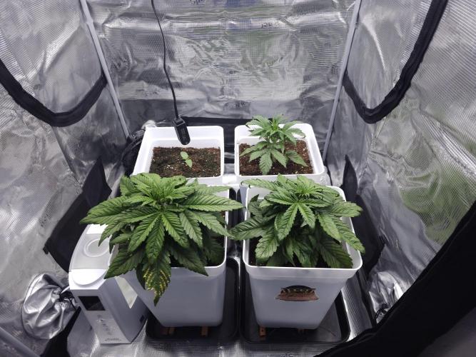 Permanent Jealousy XL auto. Week 4