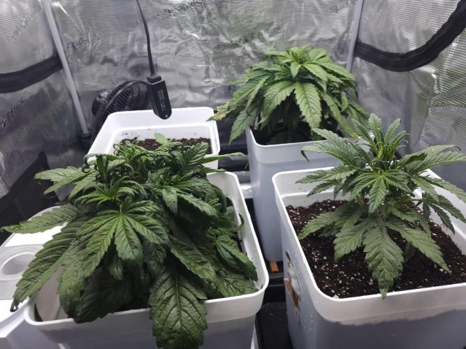 Permanent Jealousy XL auto. Week 4