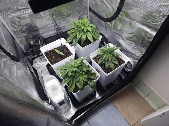 Permanent Jealousy XL auto. Week 4