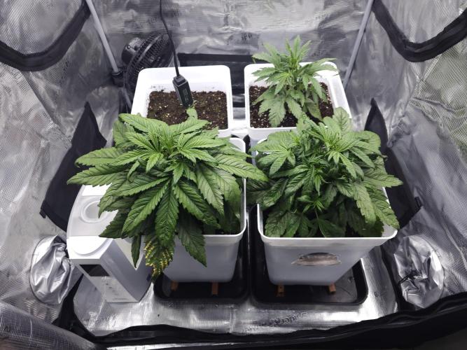 Permanent Jealousy XL auto. Week 4
