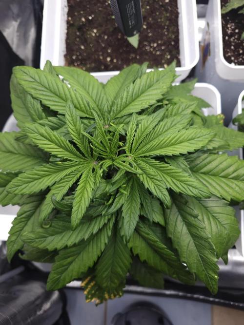 Permanent Jealousy XL auto. Week 4