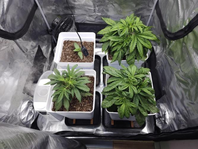 Permanent Jealousy XL auto. Week 4