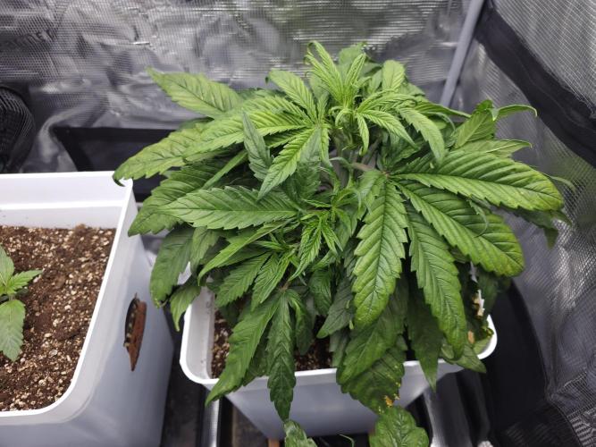 Permanent Jealousy XL auto. Week 4
