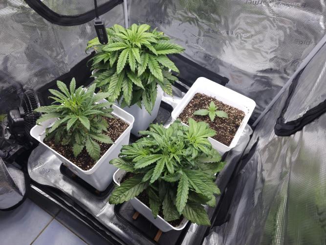 Permanent Jealousy XL auto. Week 4