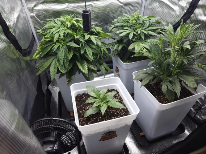 Permanent Jealousy XL auto. Week 5