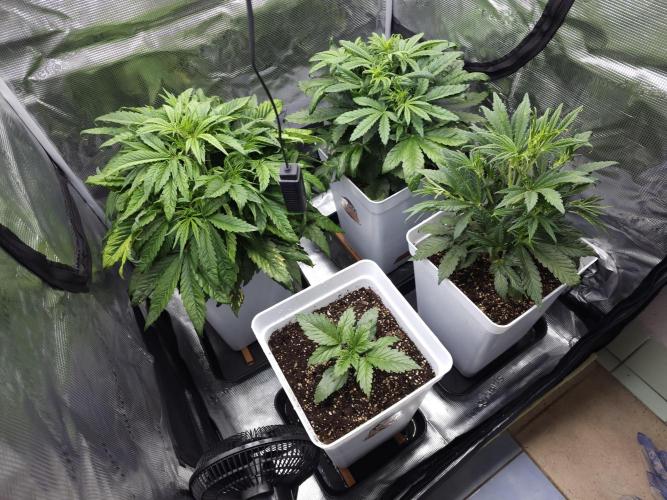 Permanent Jealousy XL auto. Week 5