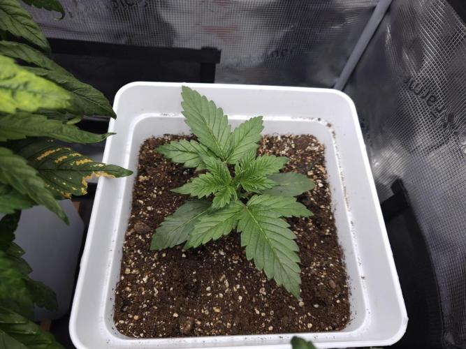 Permanent Jealousy XL auto. Week 5
