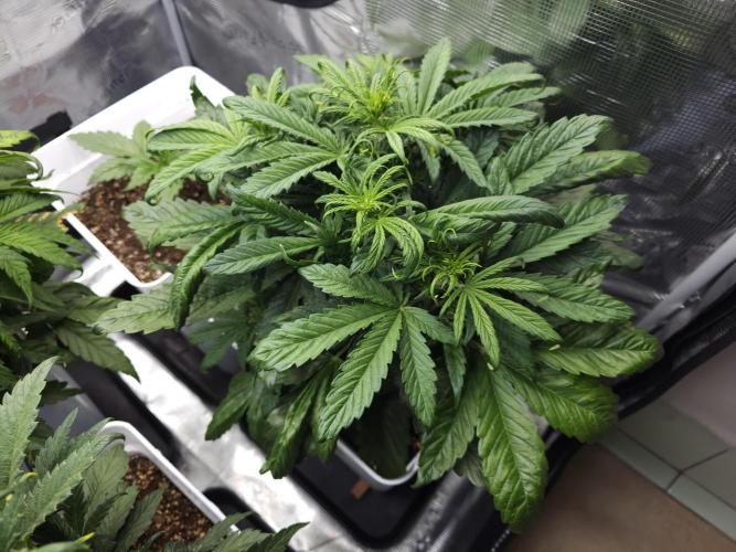 Permanent Jealousy XL auto. Week 5