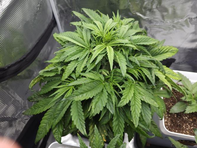 Permanent Jealousy XL auto. Week 5 - Stardust