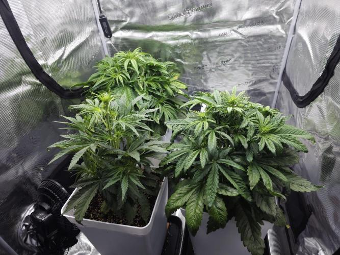 Permanent Jealousy XL auto. Week 5