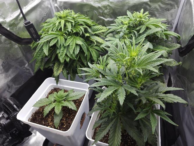 Permanent Jealousy XL auto. Week 5
