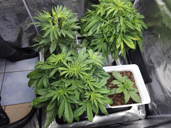 Permanent Jealousy XL auto. Week 5
