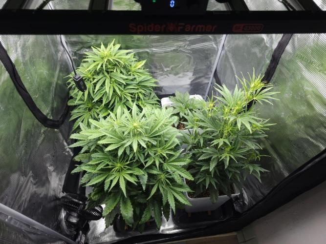 Permanent Jealousy XL auto. Week 5