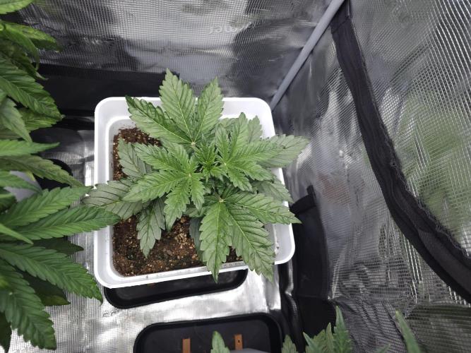 Permanent Jealousy XL auto. Week 5