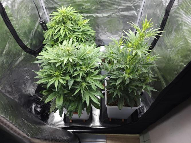 Permanent Jealousy XL auto. Week 5