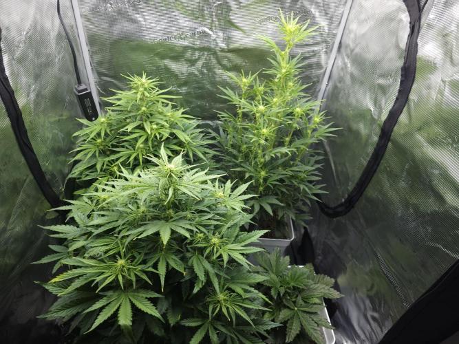 Permanent Jealousy XL auto. Week 6