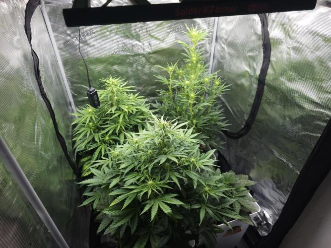 Permanent Jealousy XL auto. Week 6