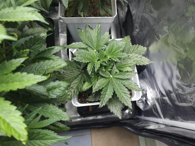 Permanent Jealousy XL auto. Week 6
