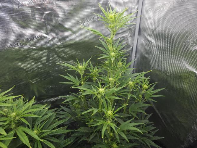 Permanent Jealousy XL auto. Week 6