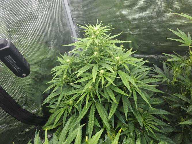 Permanent Jealousy XL auto. Week 6