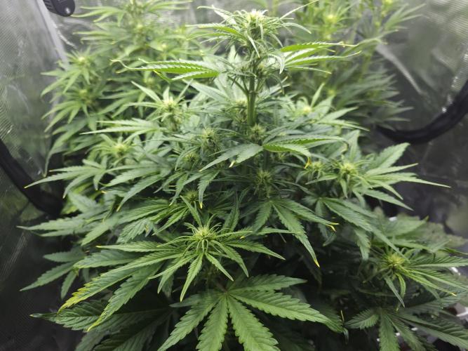 Permanent Jealousy XL auto. Week 6