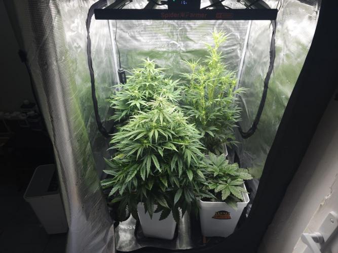 Permanent Jealousy XL auto. Week 6
