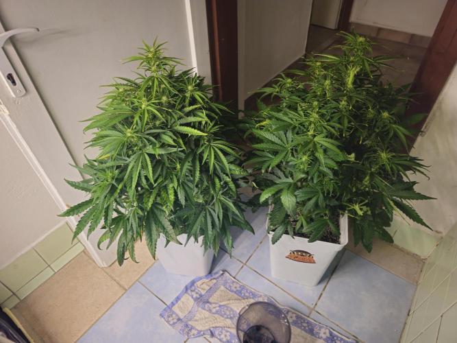 Permanent Jealousy XL auto. Week 6
