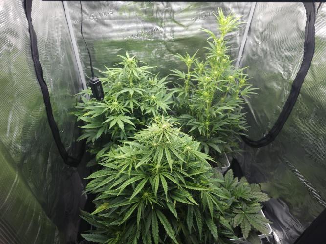 Permanent Jealousy XL auto. Week 6