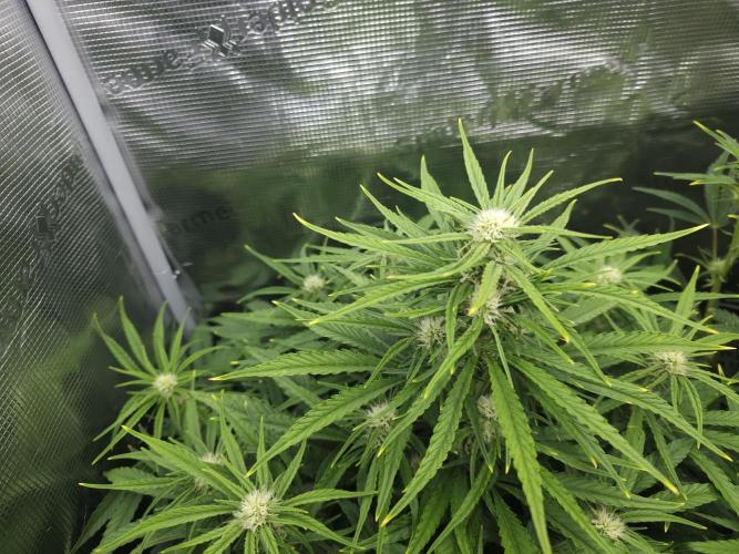 Permanent Jealousy XL auto. Week 7