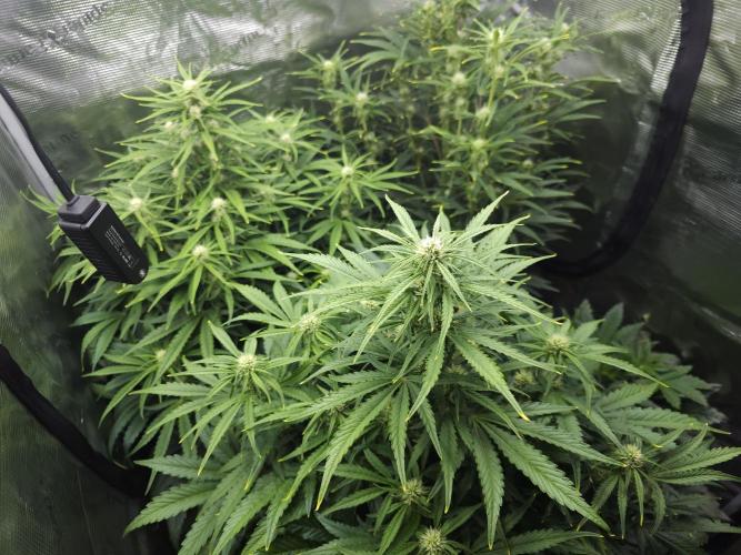 Permanent Jealousy XL auto. Week 7