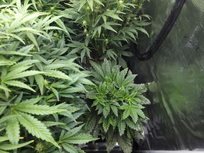 Permanent Jealousy XL auto. Week 7