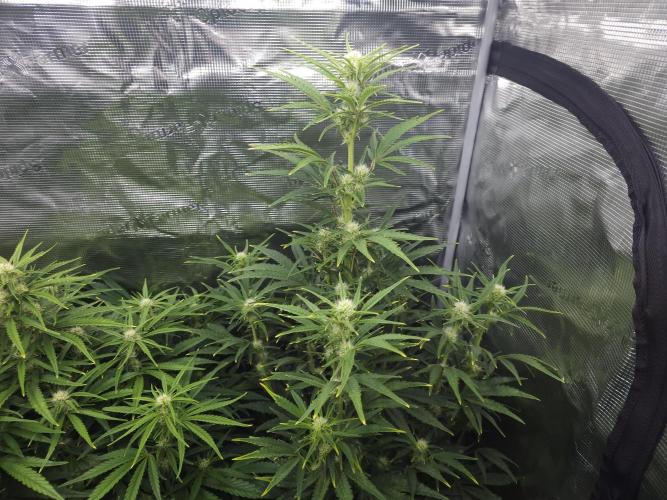 Permanent Jealousy XL auto. Week 7