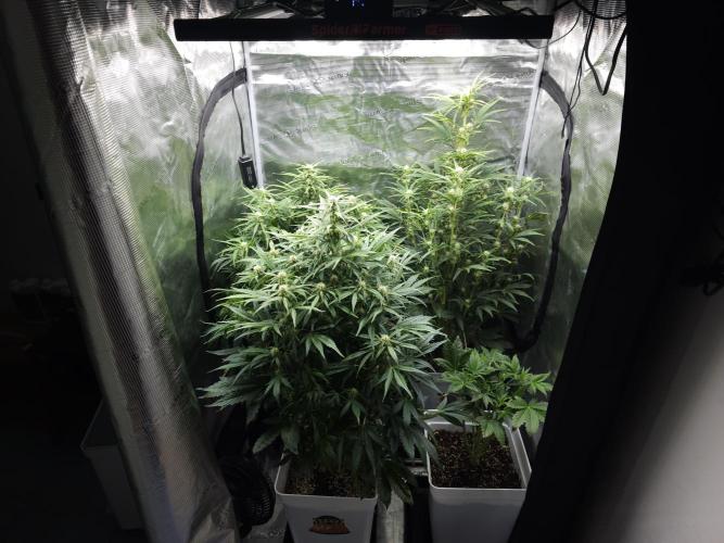 Permanent Jealousy XL auto. Week 7