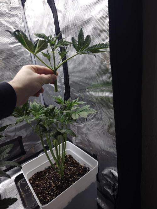 Permanent Jealousy XL auto. Week 7 - Som topingol. 