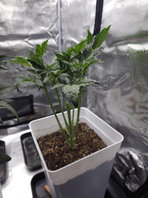 Permanent Jealousy XL auto. Week 7