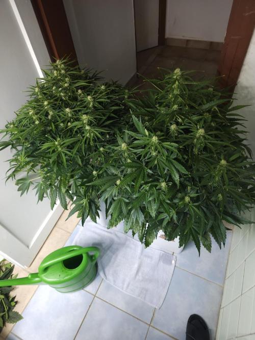 Permanent Jealousy XL auto. Week 7