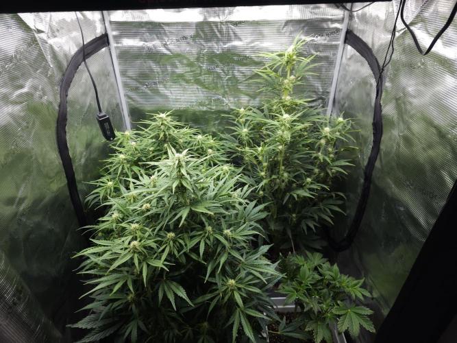 Permanent Jealousy XL auto. Week 7