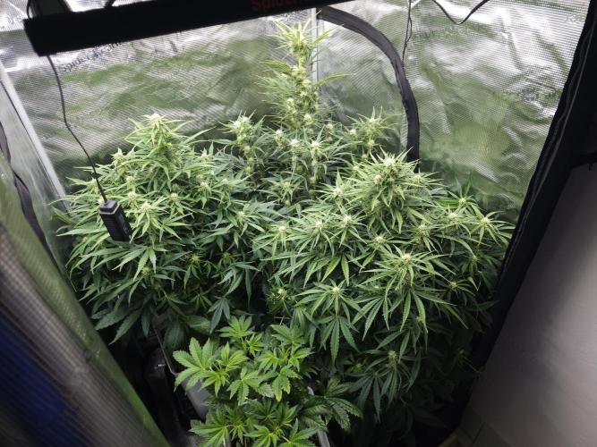 Permanent Jealousy XL auto. Week 7