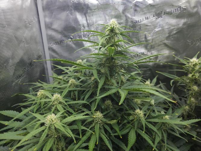 Permanent Jealousy XL auto. Week 7