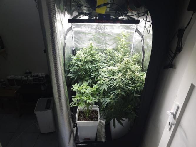 Permanent Jealousy XL auto. Week 7