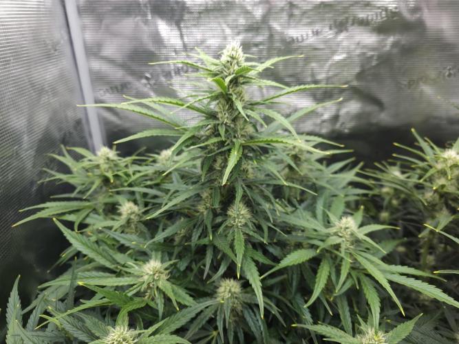 Permanent Jealousy XL auto. Week 8