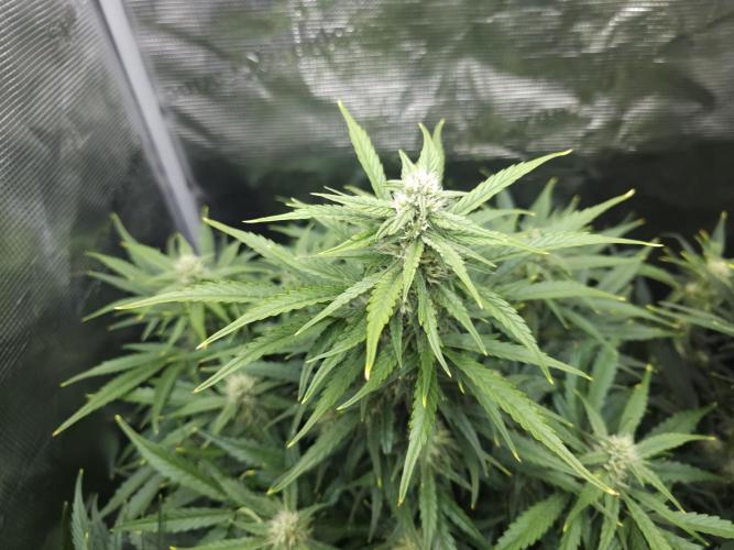 Permanent Jealousy XL auto. Week 8