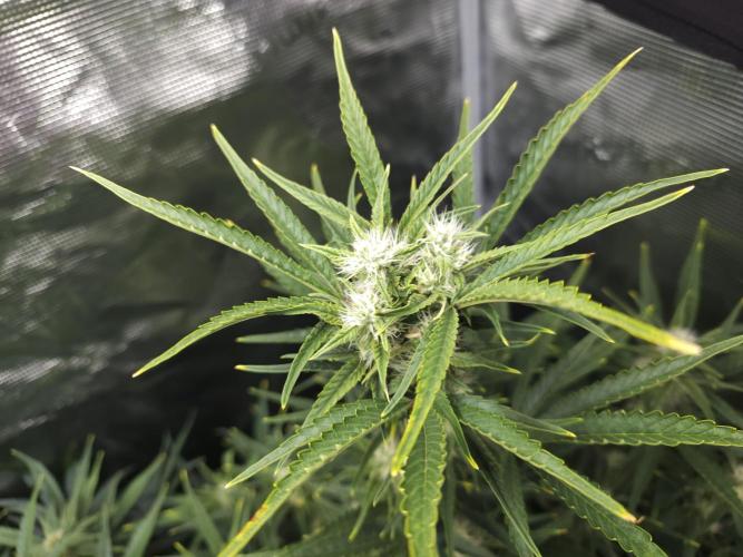 Permanent Jealousy XL auto. Week 8