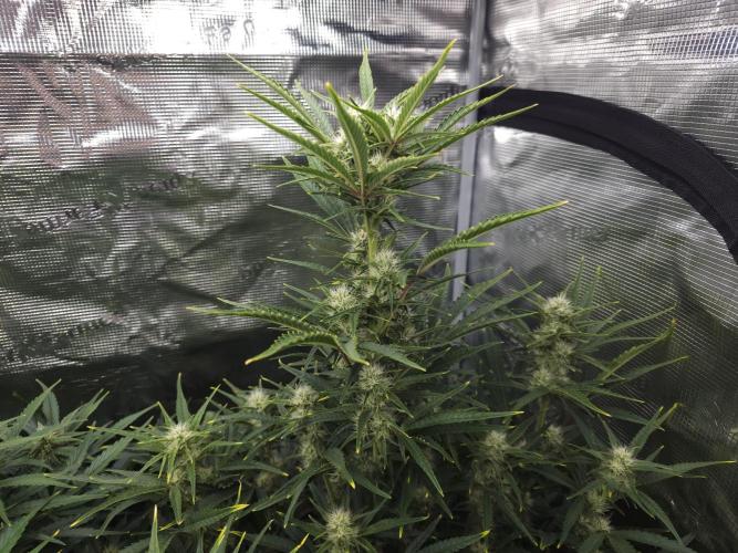 Permanent Jealousy XL auto. Week 8